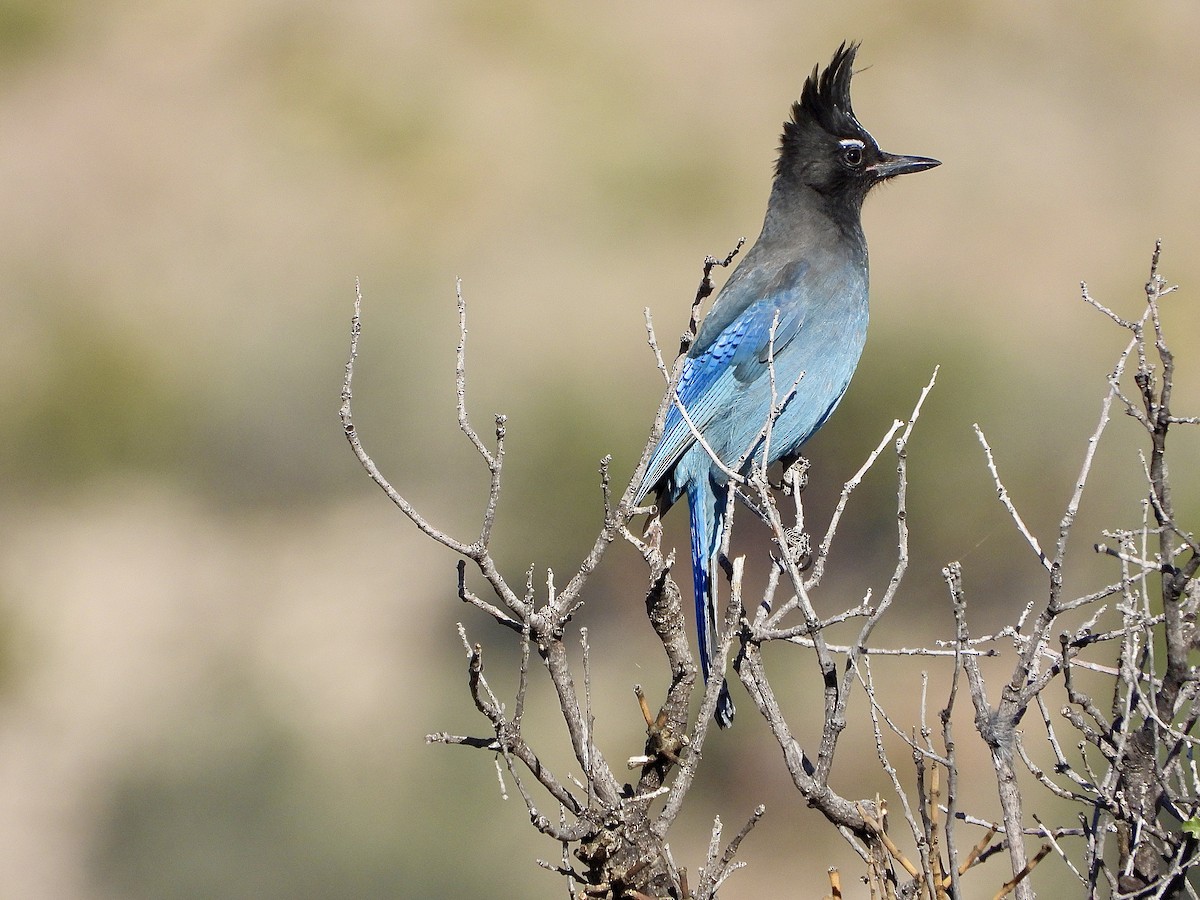 Steller's Jay (Southwest Interior) - ML644619014