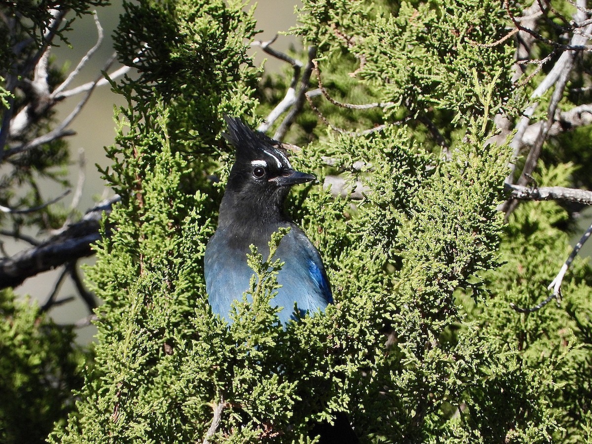 Steller's Jay (Southwest Interior) - ML644619015