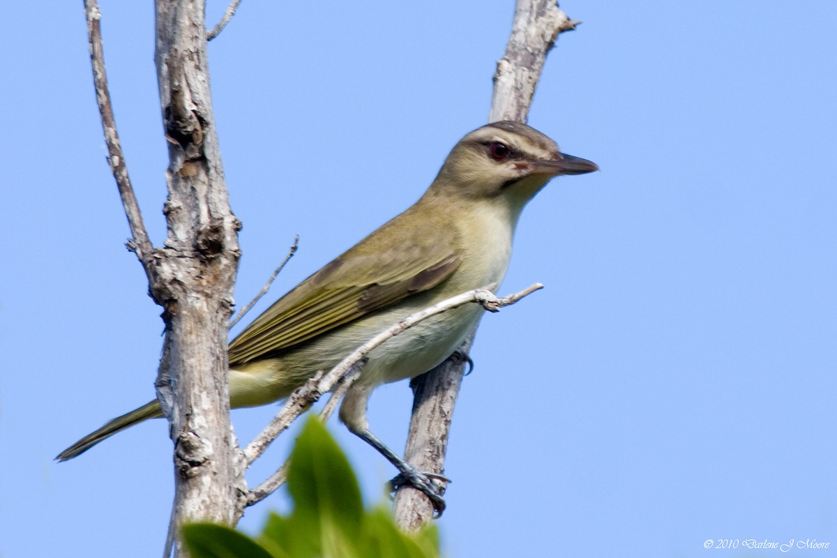 Черноусый виреон - ML644619024