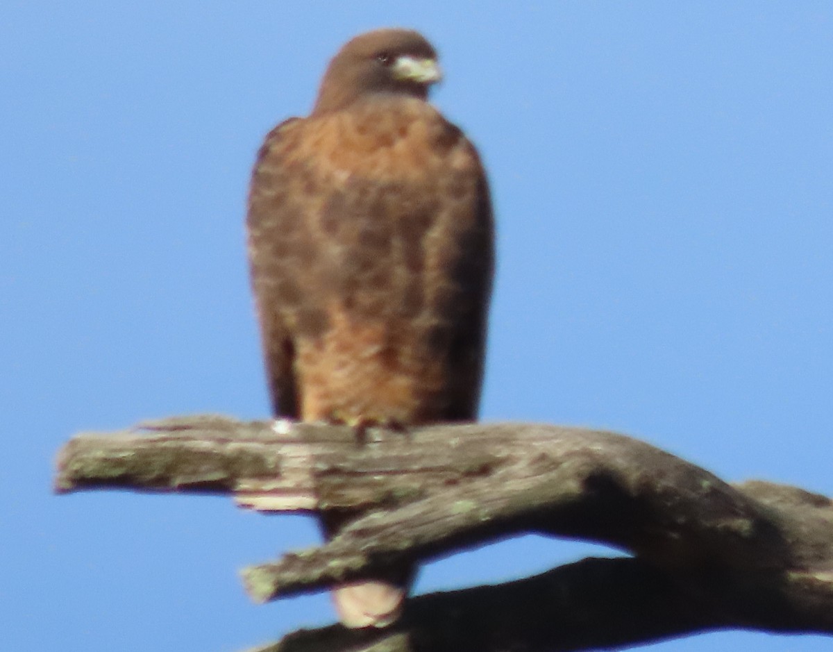 Red-tailed Hawk - ML644619039