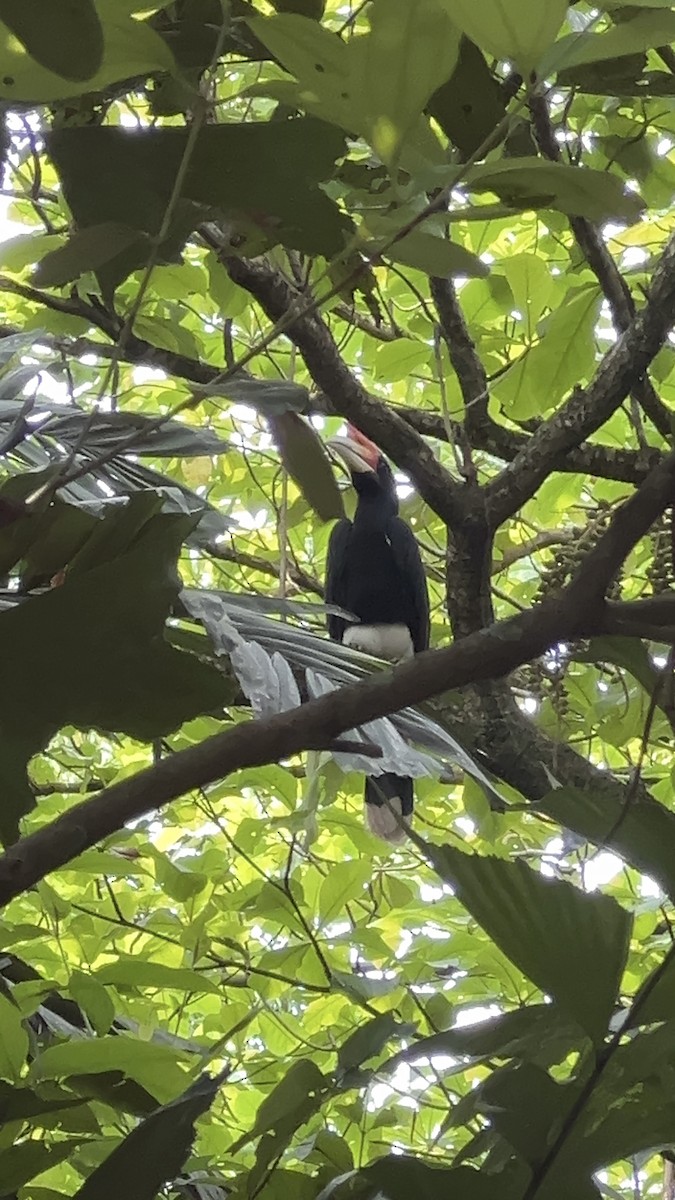 Rhinoceros Hornbill - ML644619045