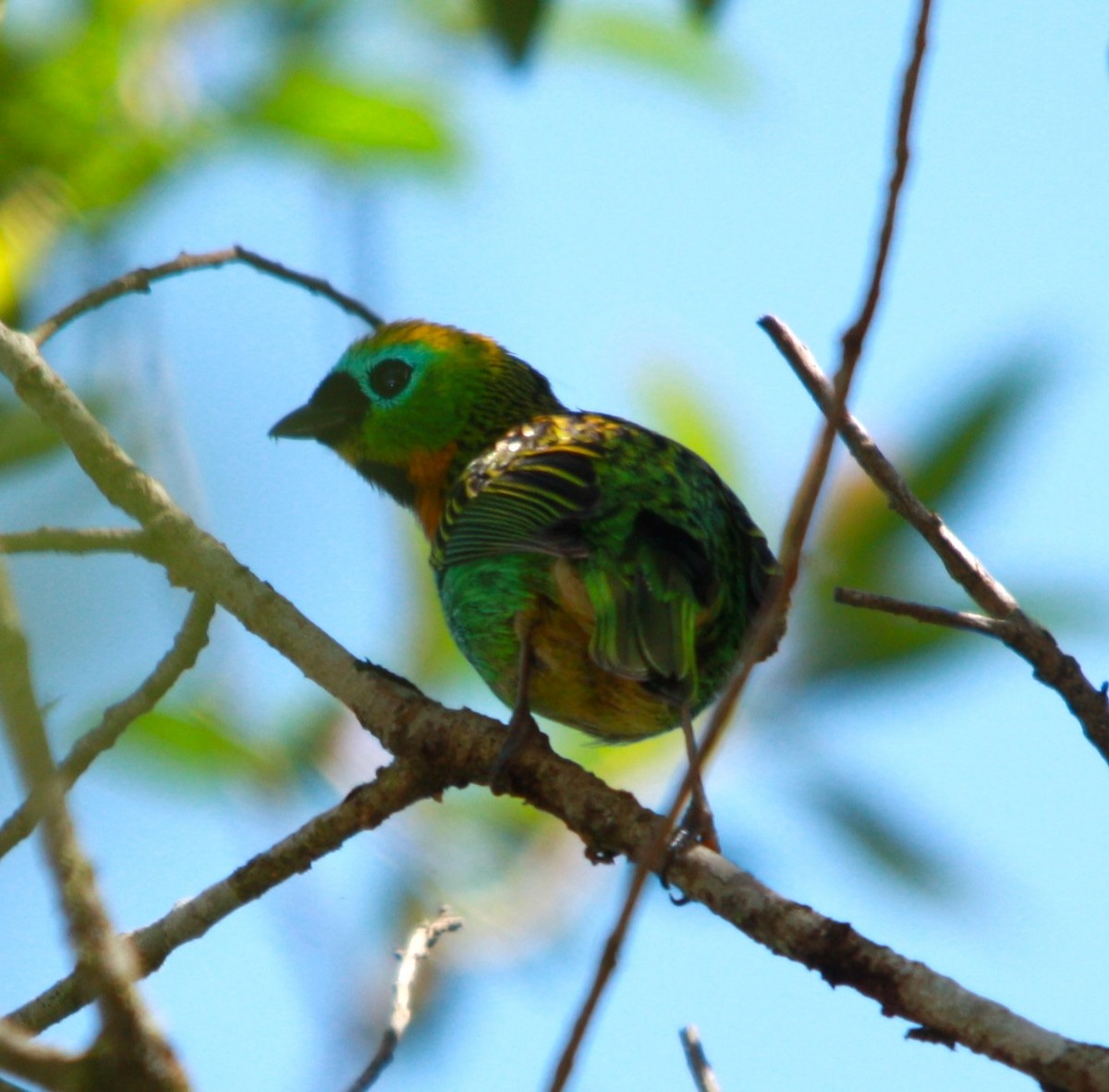 Brassy-breasted Tanager - ML644619047