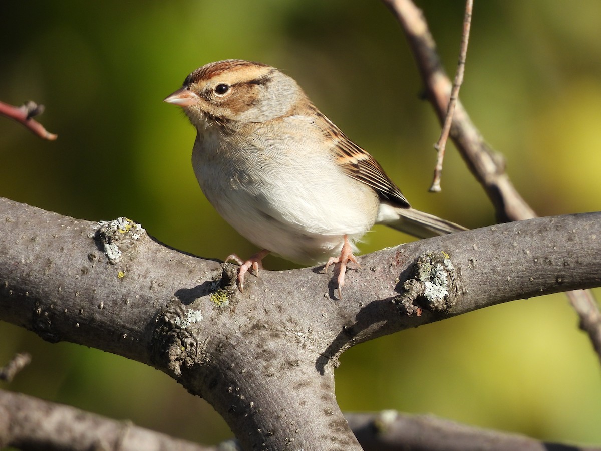 Cırcır Sesli Serçe - ML644619054