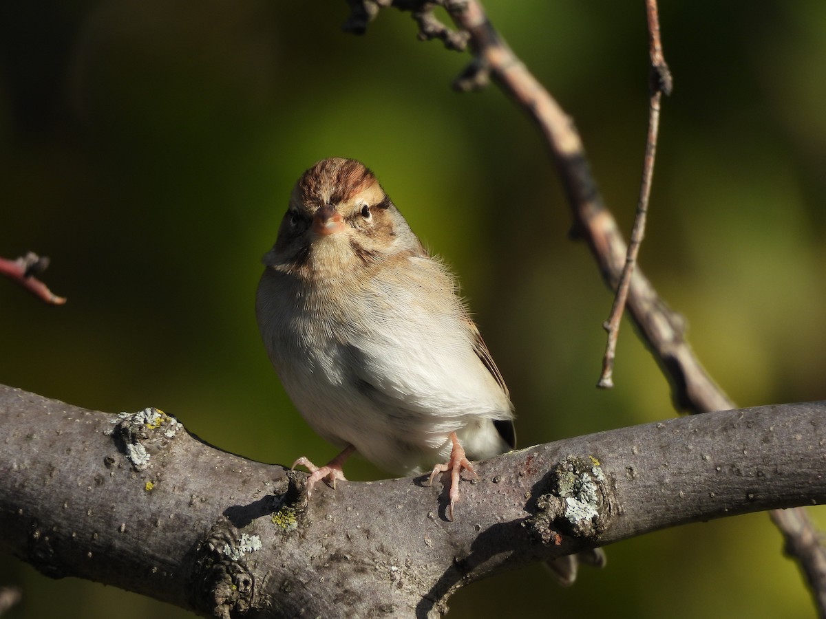 Cırcır Sesli Serçe - ML644619055