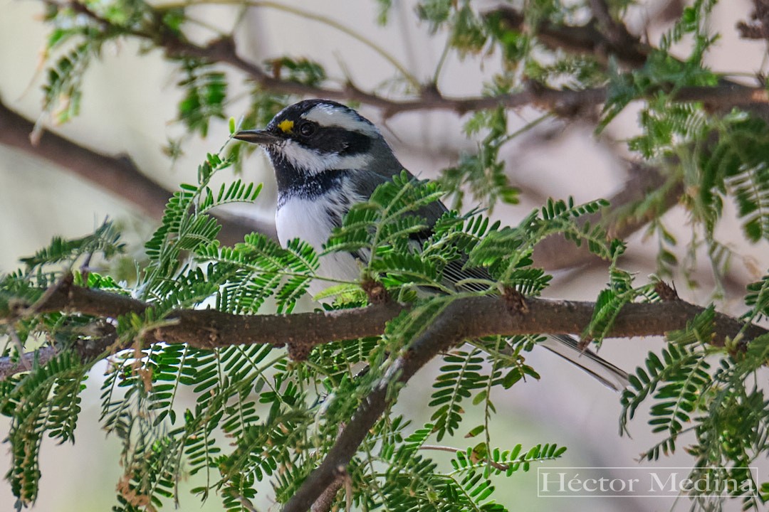 Black-throated Gray Warbler - ML644619064