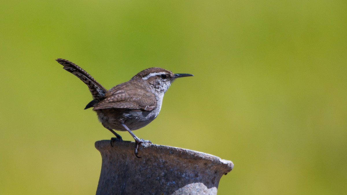 langstjertsmett - ML644619065