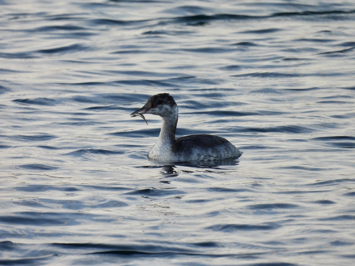 Ухаа шунгуур - ML644619067