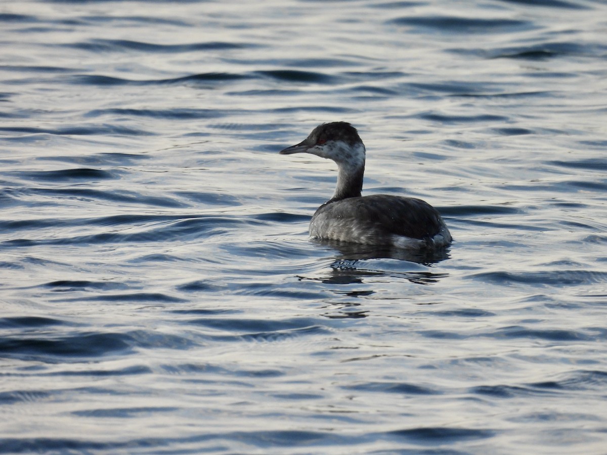 Ухаа шунгуур - ML644619072