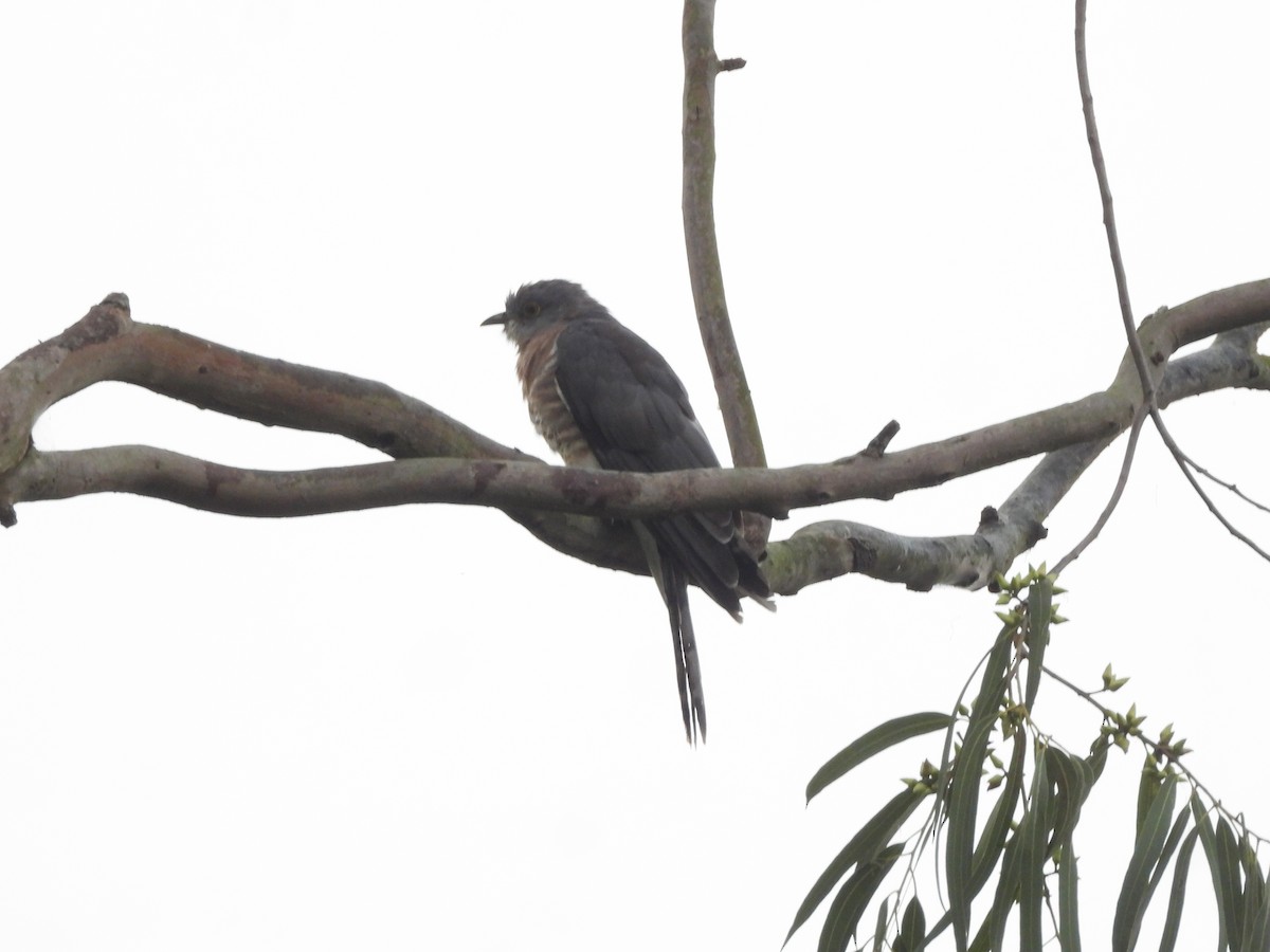 ハイタカジュウイチ - ML644619077