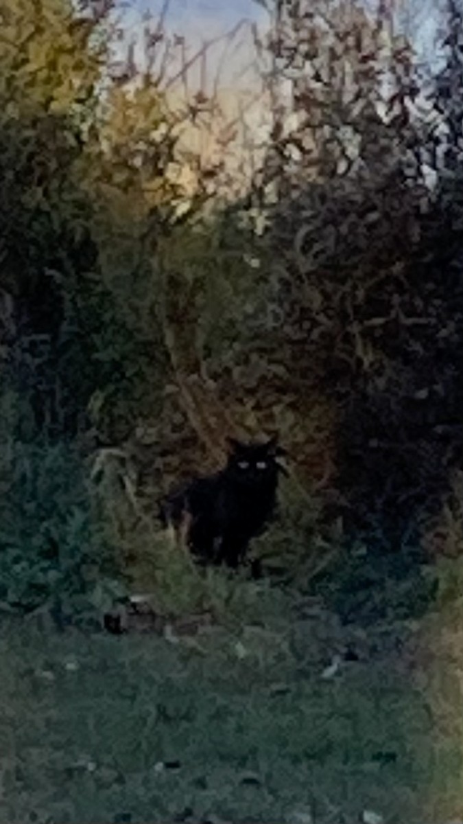 Animals - ML644619080