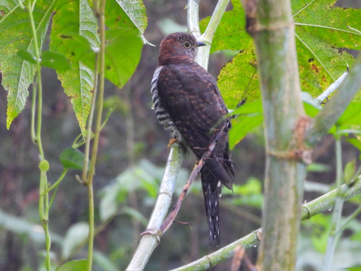 小杜鵑 - ML644619082