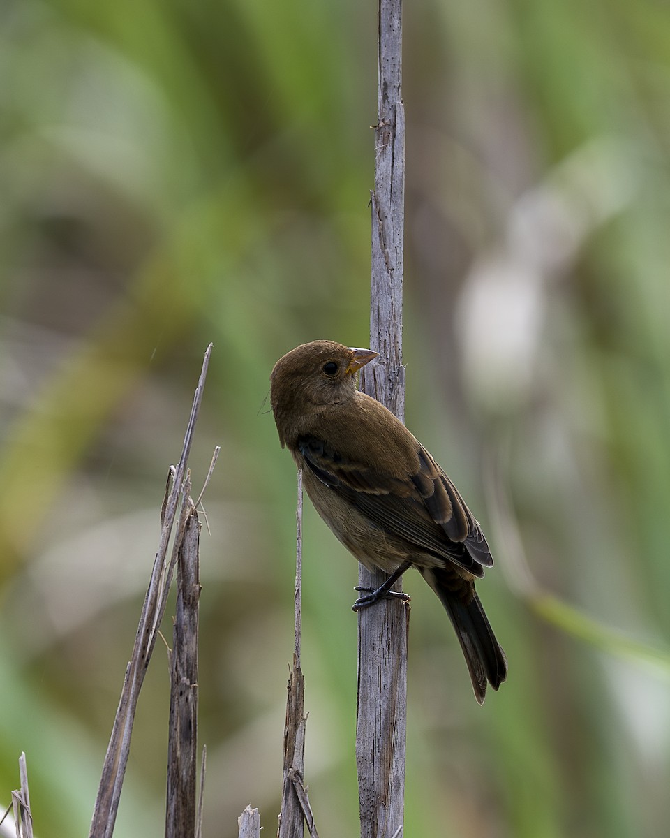 indigospurv - ML644619091