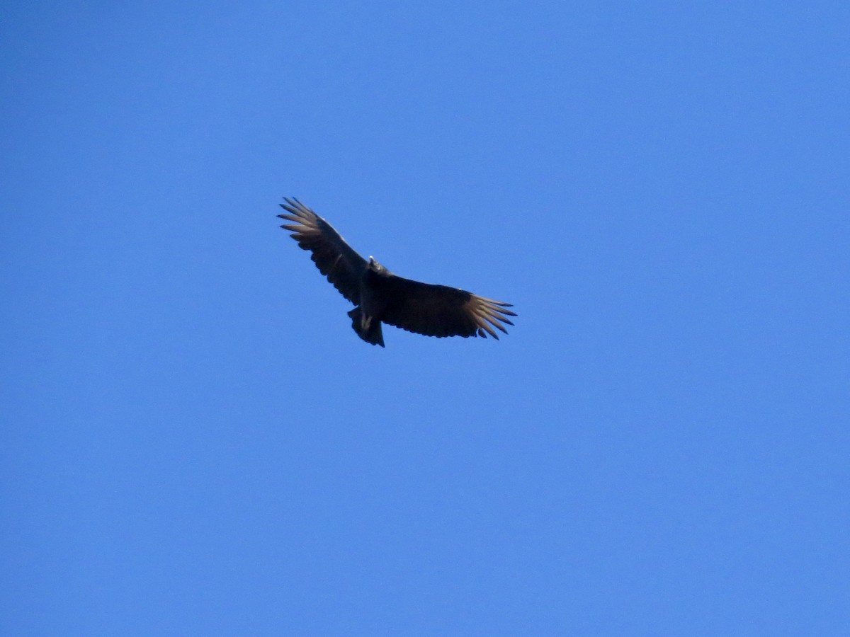 Black Vulture - ML644619097