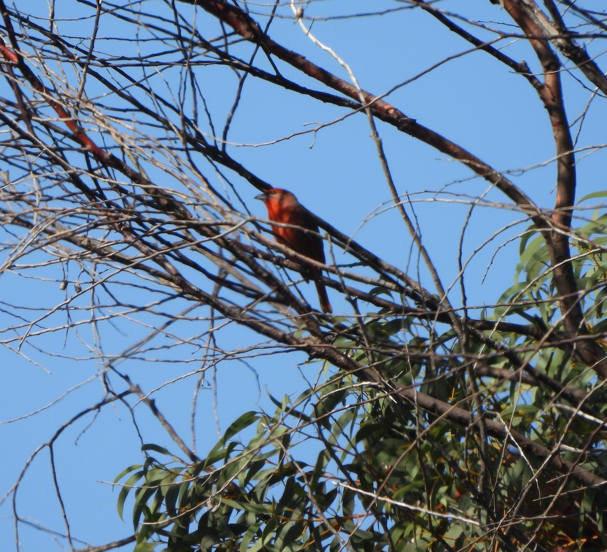 Hepatic Tanager - ML644619098