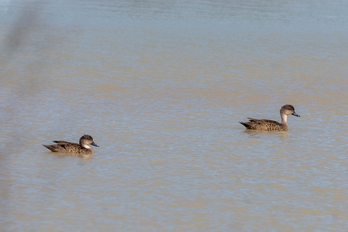 ハイイロコガモ - ML644619111