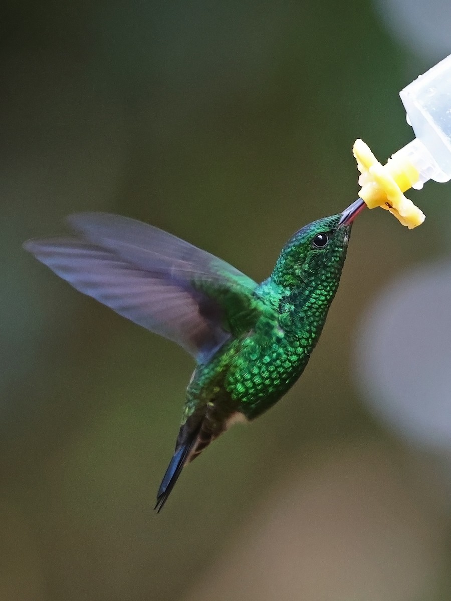 Western Emerald - ML644619112