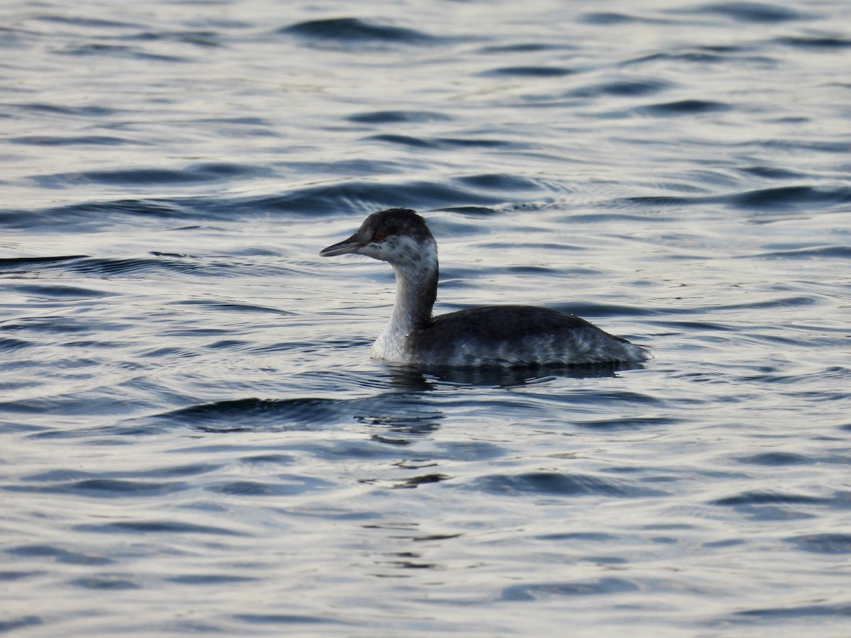 Ухаа шунгуур - ML644619119