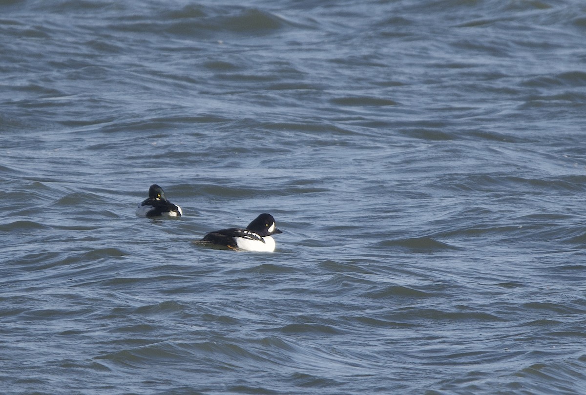 Barrow's Goldeneye - ML644619120