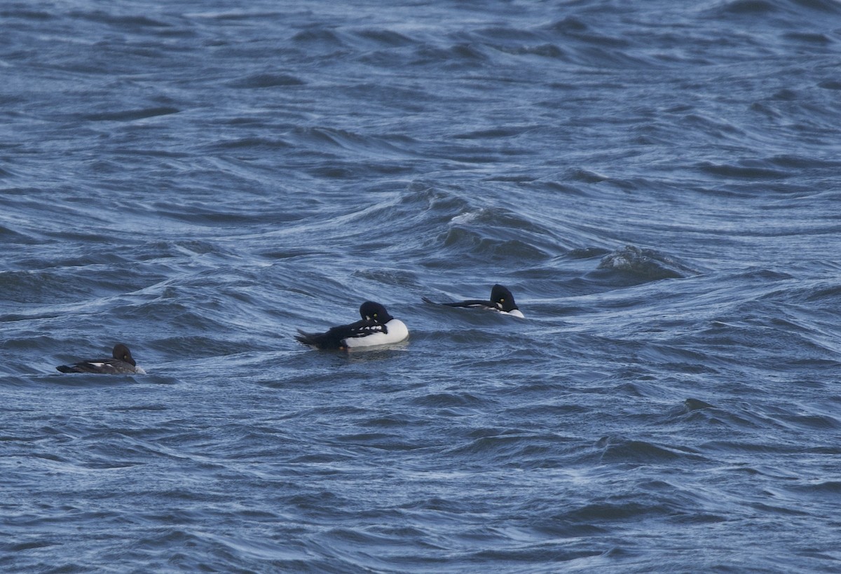 Barrow's Goldeneye - ML644619121