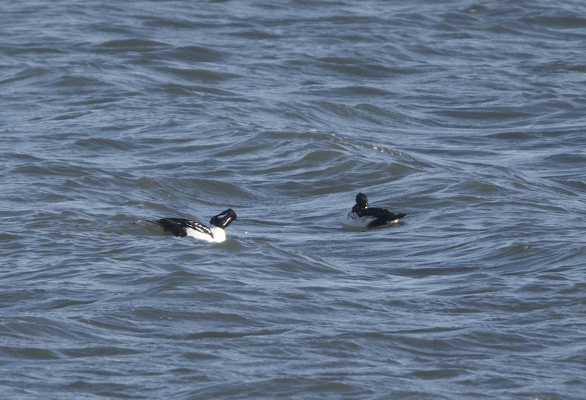 Barrow's Goldeneye - ML644619122