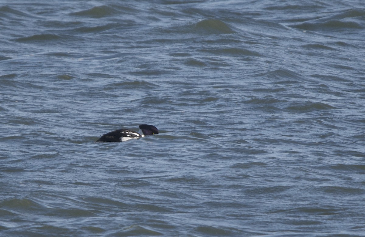 Barrow's Goldeneye - ML644619123