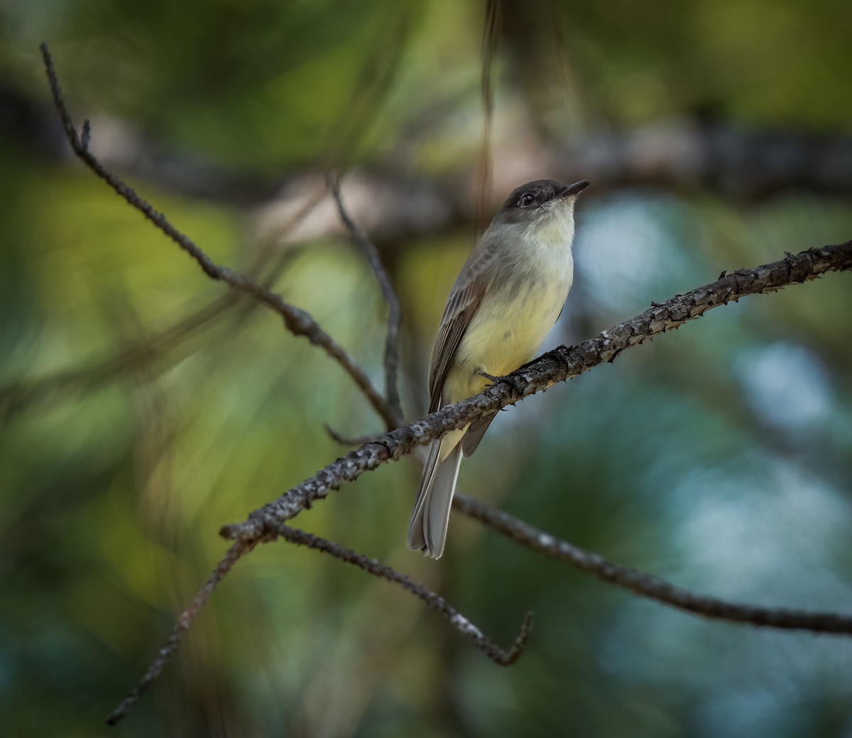 Mosquero Fibí - ML644619124