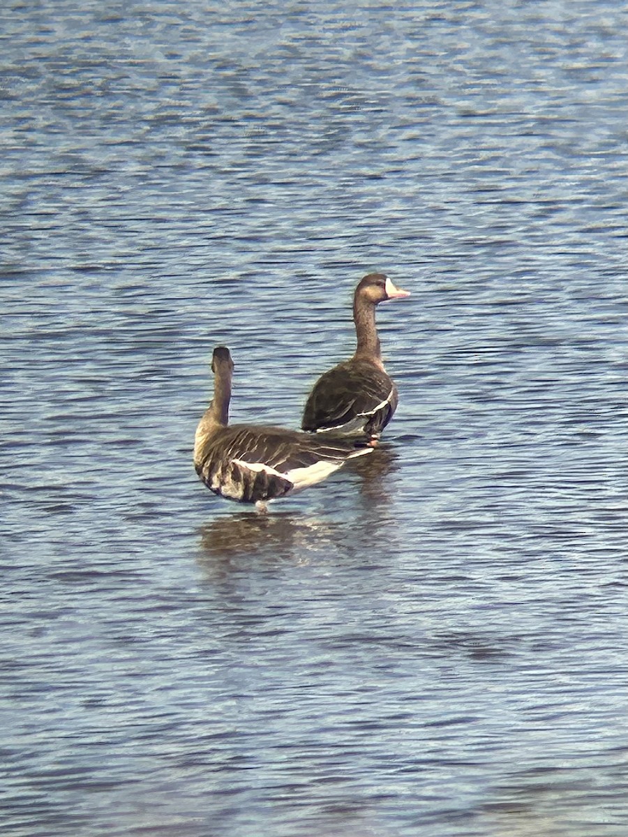 Antzara muturzuria - ML644619135