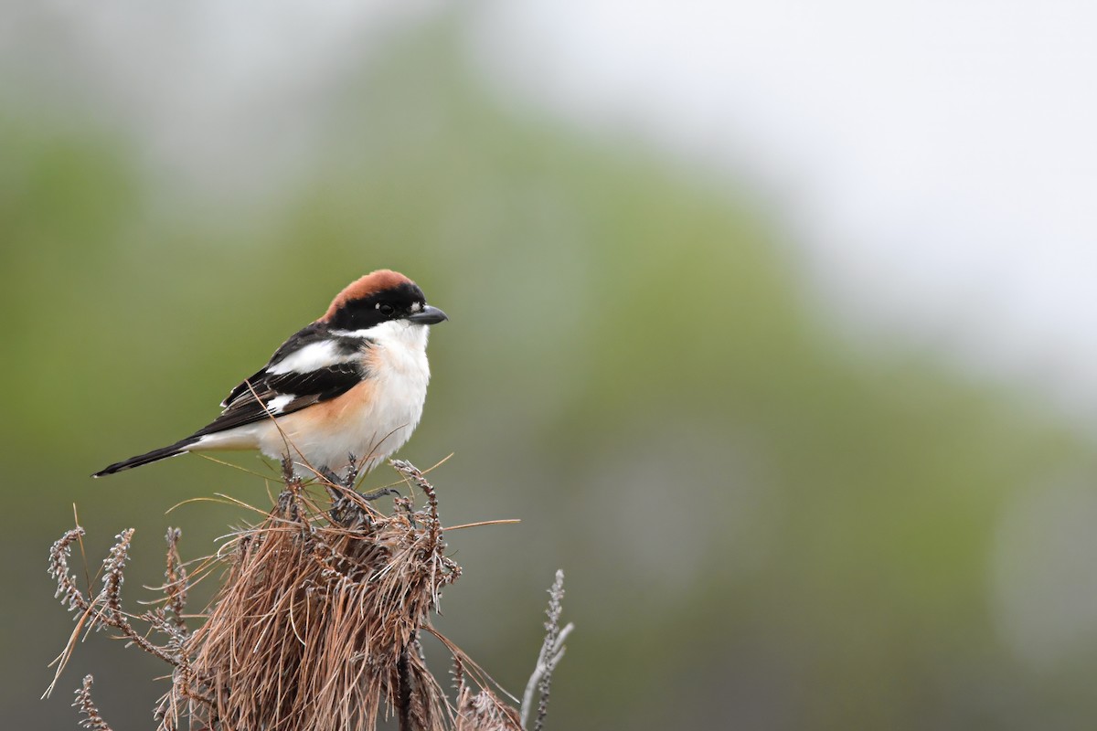 Averla capirossa - ML644619136