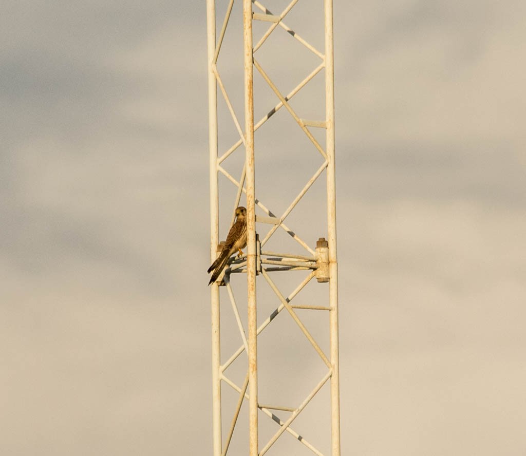 Turmfalke - ML644619158