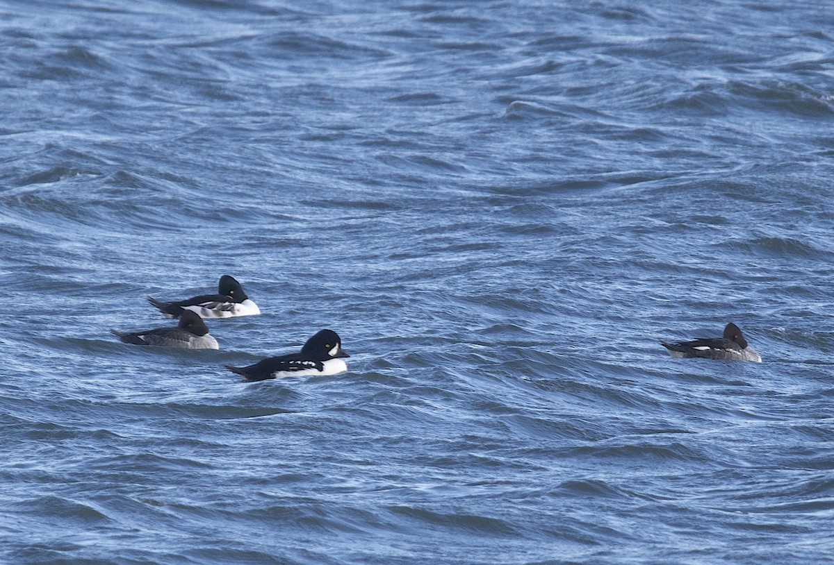 Barrow's Goldeneye - ML644619165