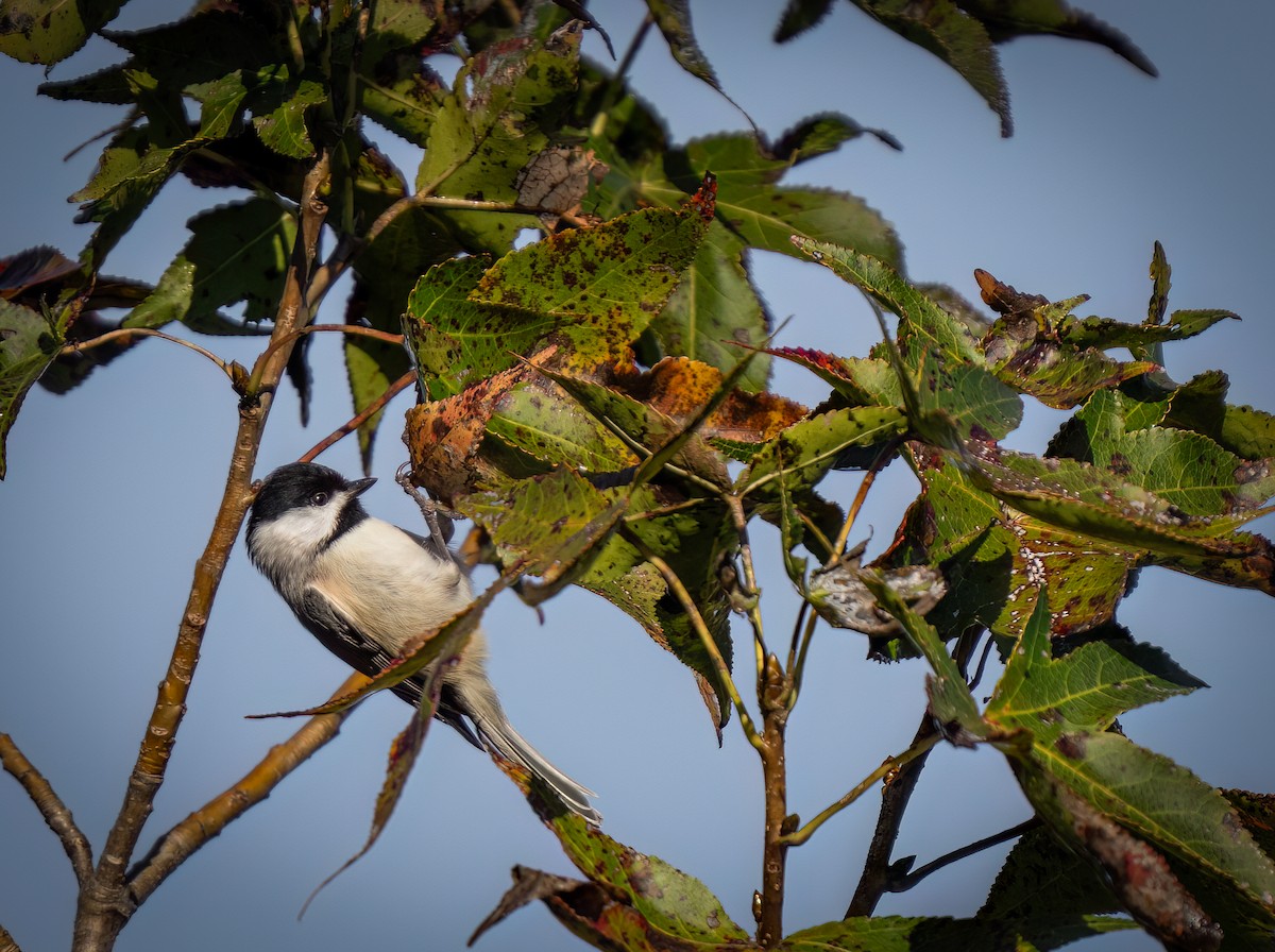 Carolina Chickadee - ML644619169