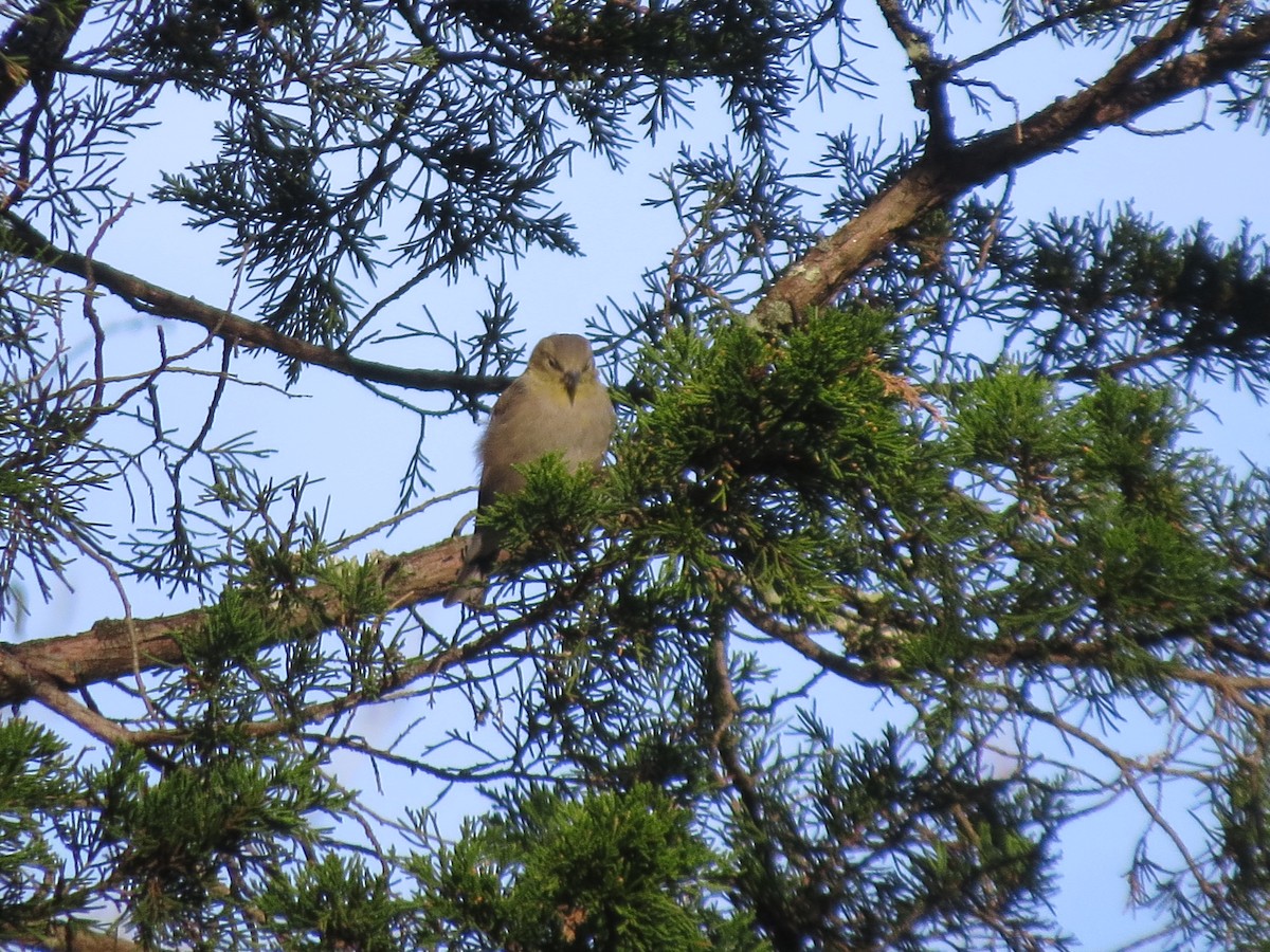 čížek žlutý - ML644619171