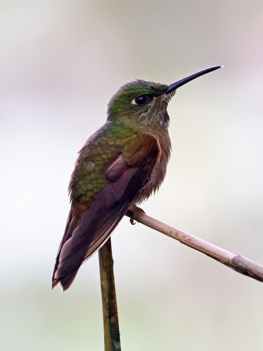 Fawn-breasted Brilliant - ML644619173
