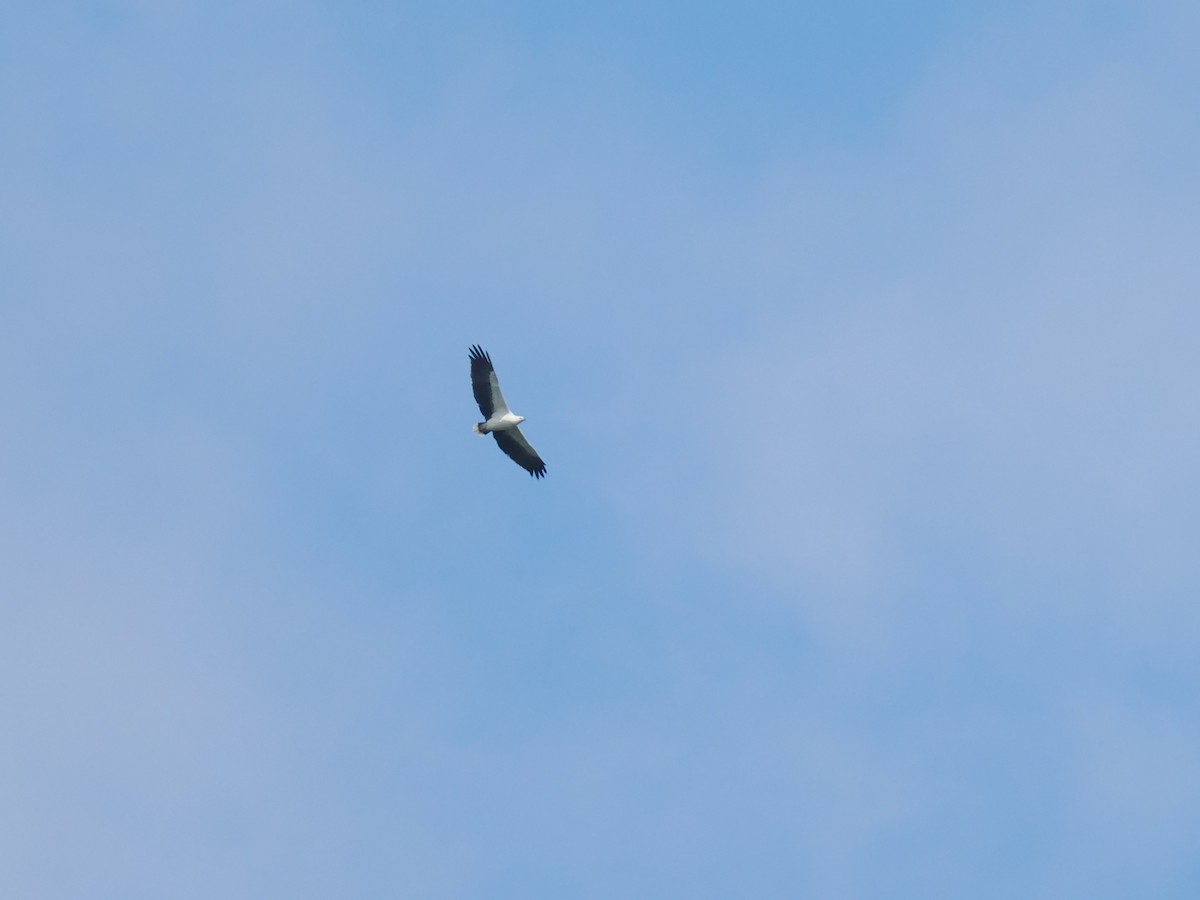 Oriyental Deniz Kartalı - ML644619207