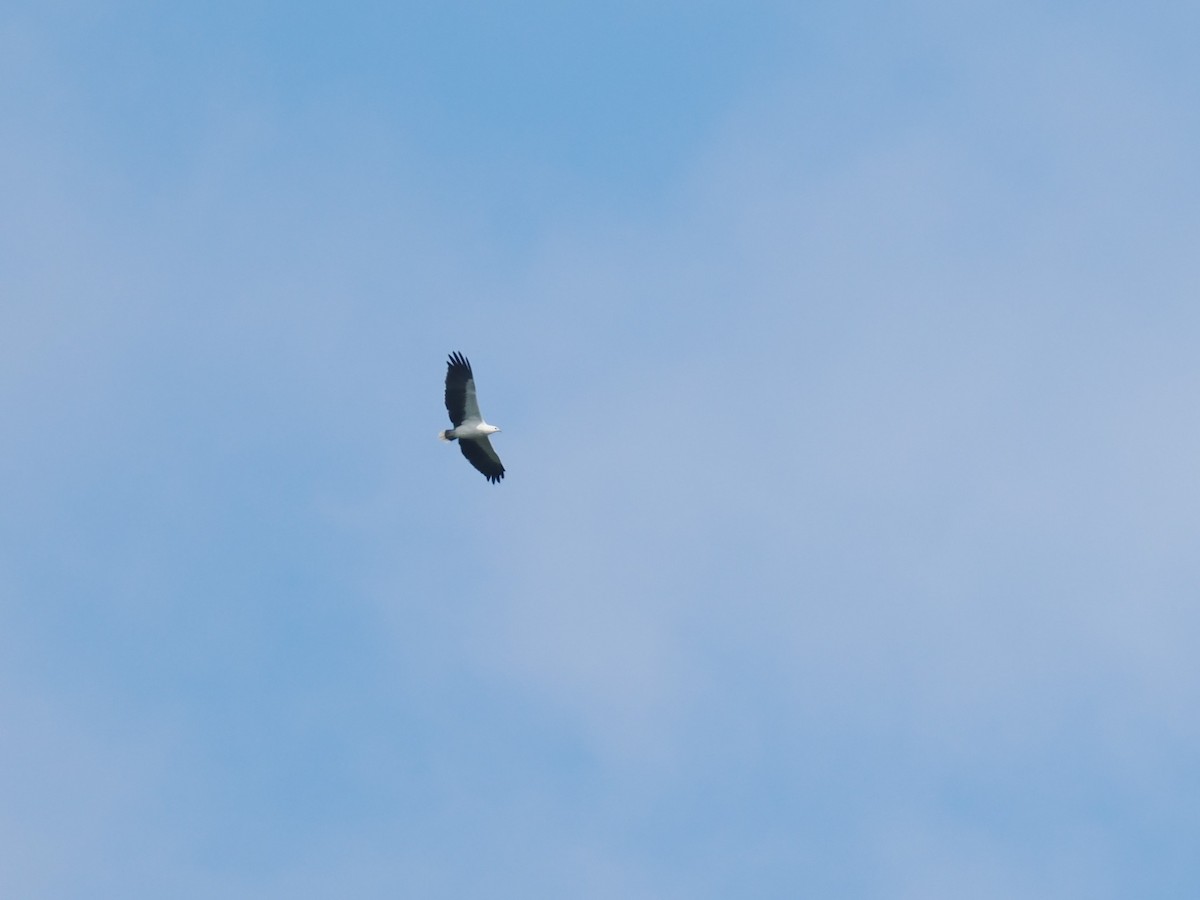 Oriyental Deniz Kartalı - ML644619208