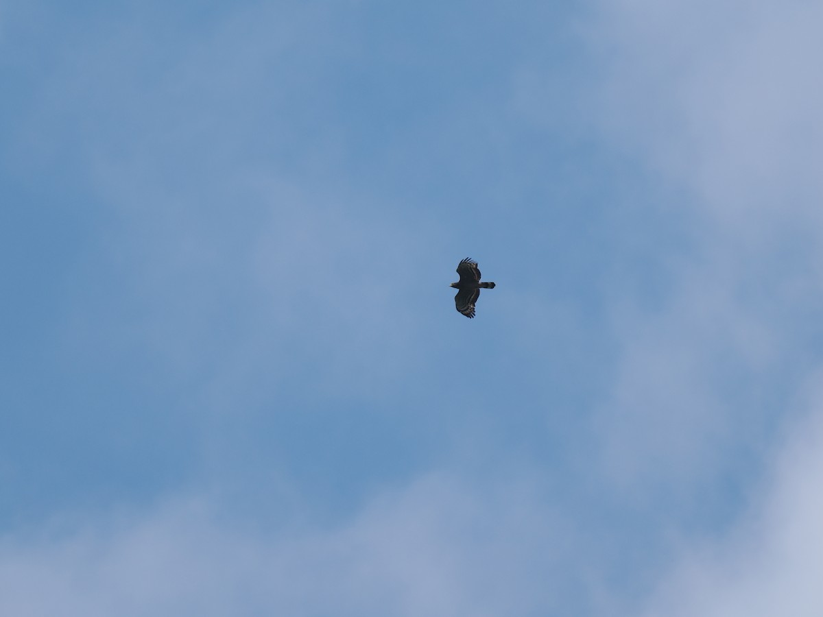 Oriyental Deniz Kartalı - ML644619209