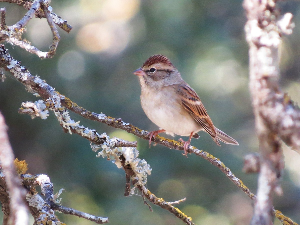 Cırcır Sesli Serçe - ML644619238