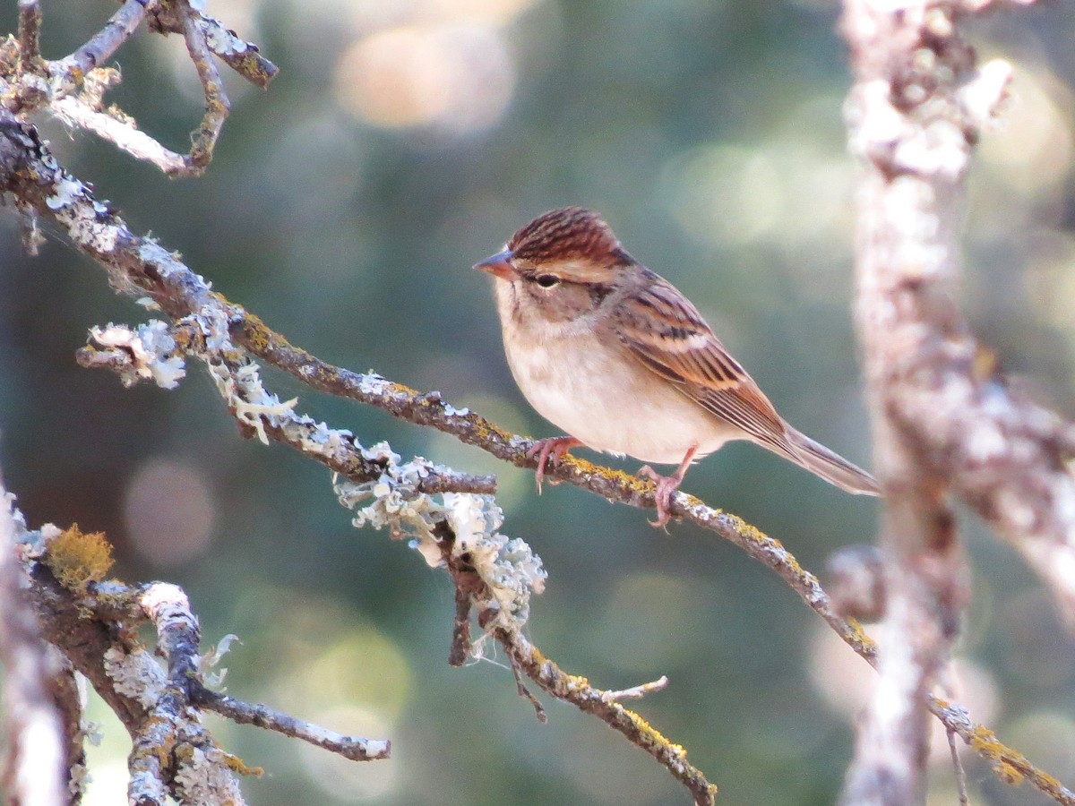 Cırcır Sesli Serçe - ML644619240