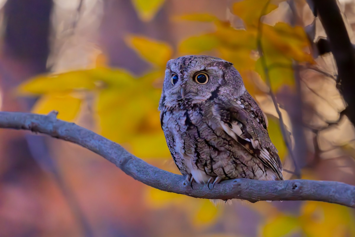 Eastern Screech-Owl - ML644619250