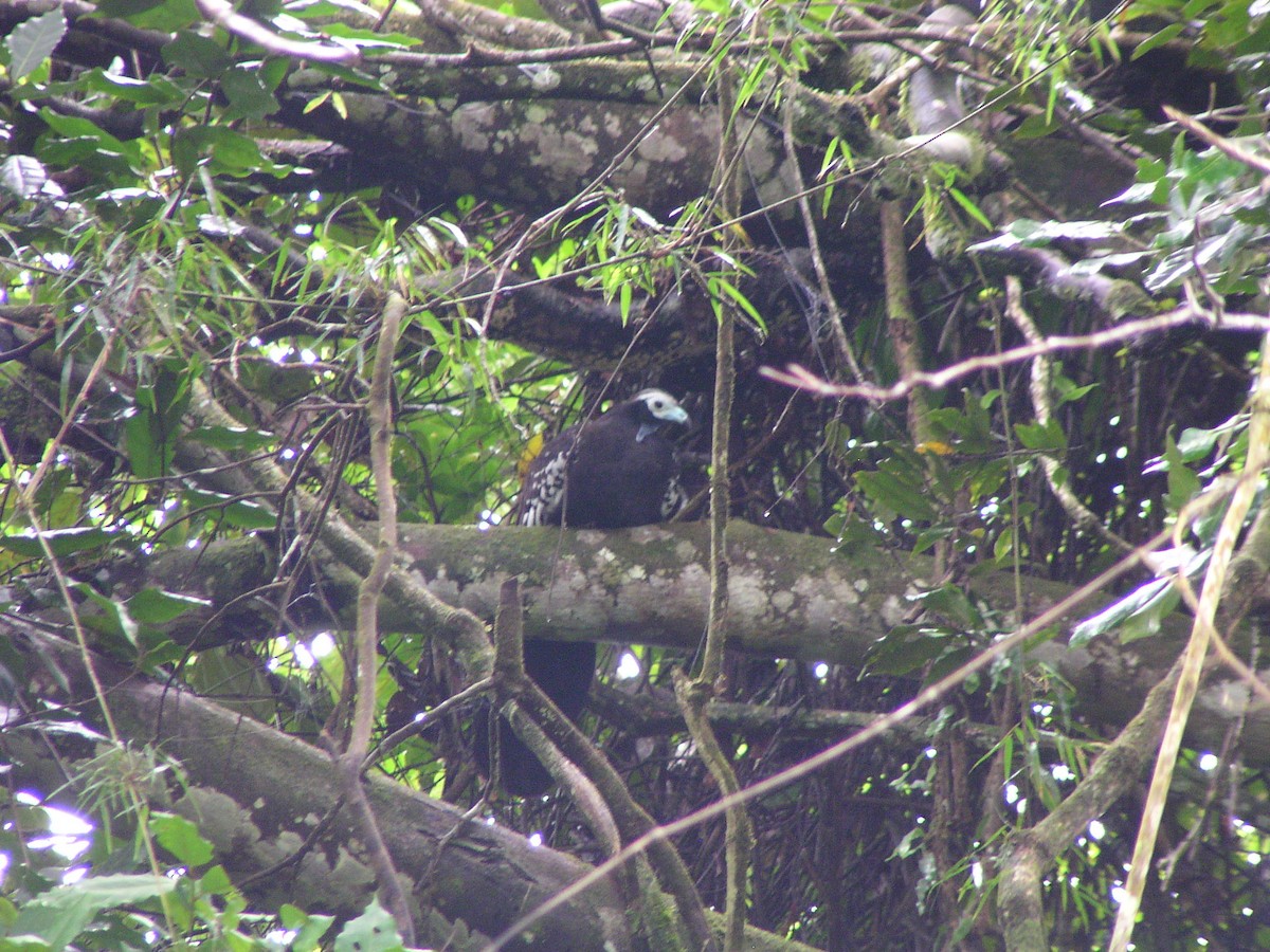 Trinidad Piping-Guan - ML644619257