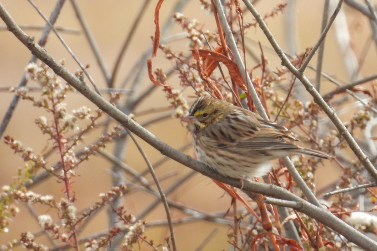 Savannah Sparrow - ML644619282