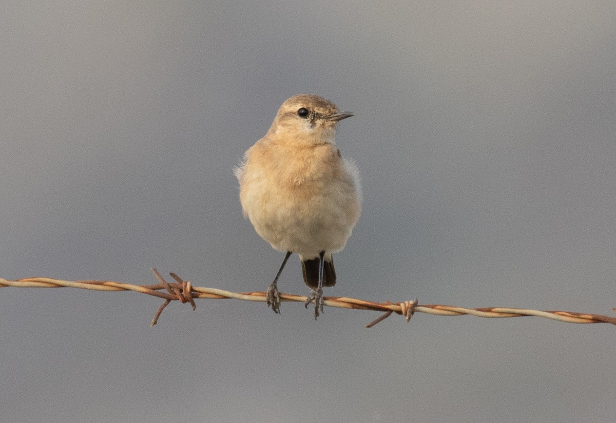 Isabellsteinschmätzer - ML644619286