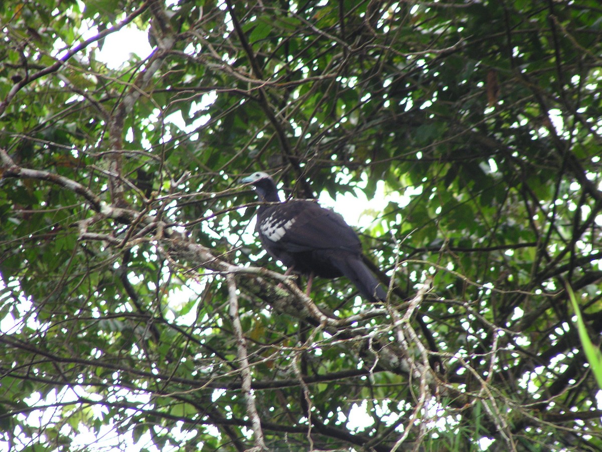 Trinidad Piping-Guan - ML644619288