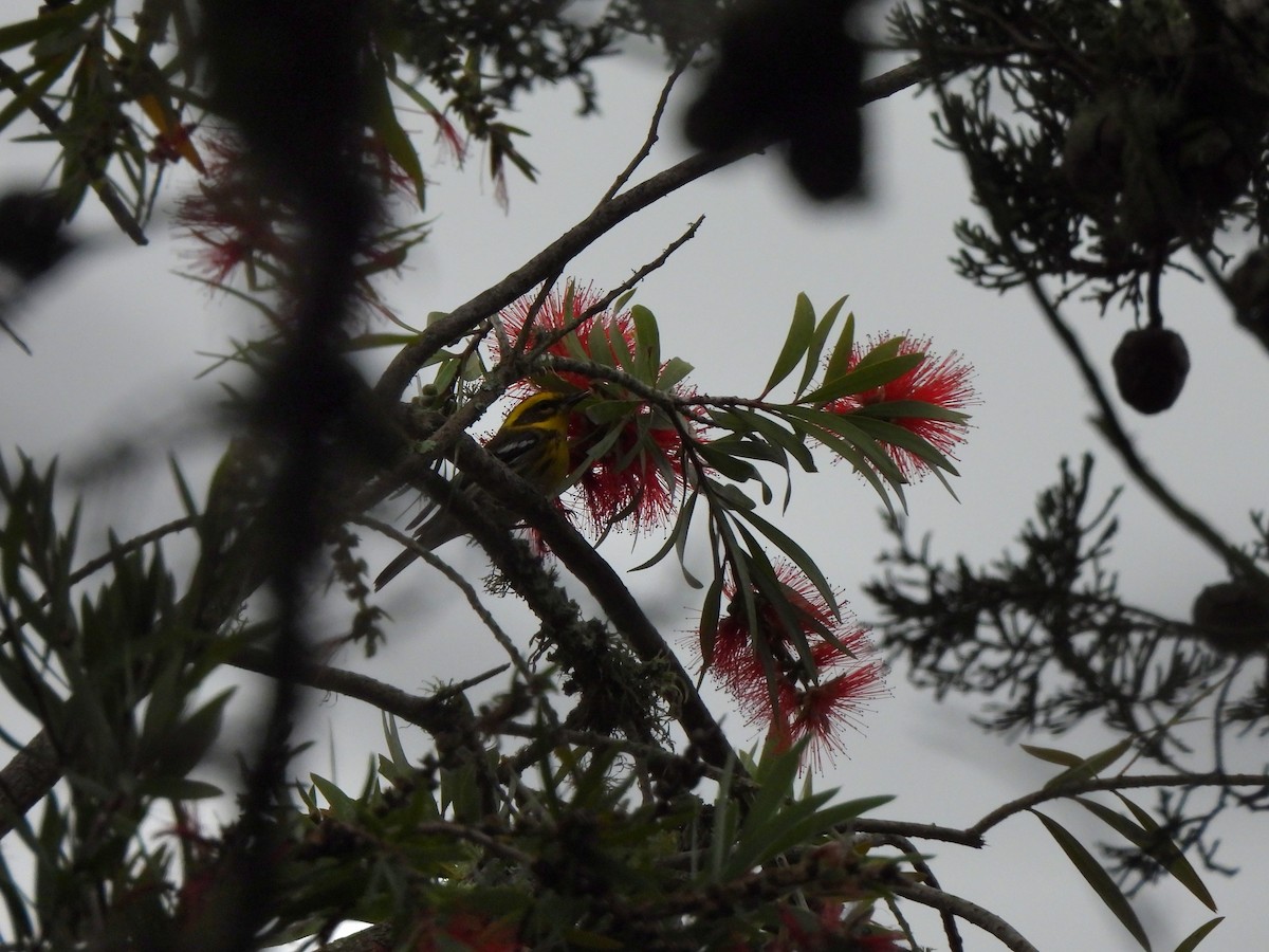 Paruline de Townsend - ML644619290