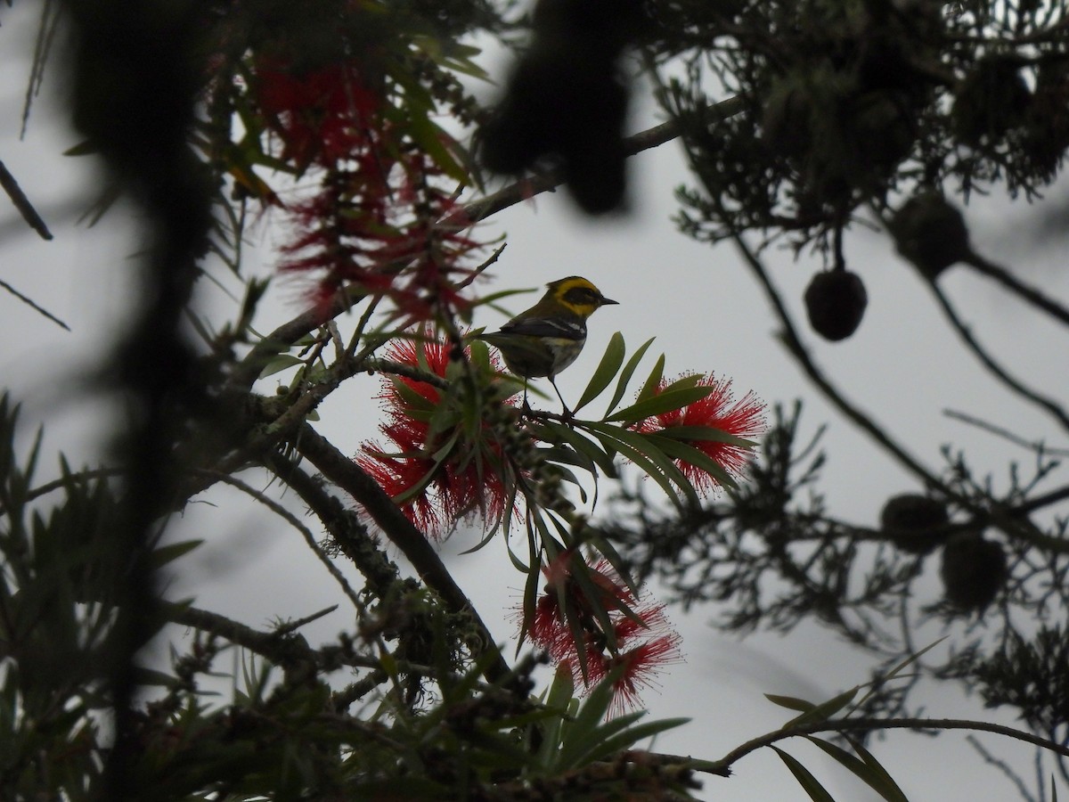 Paruline de Townsend - ML644619291