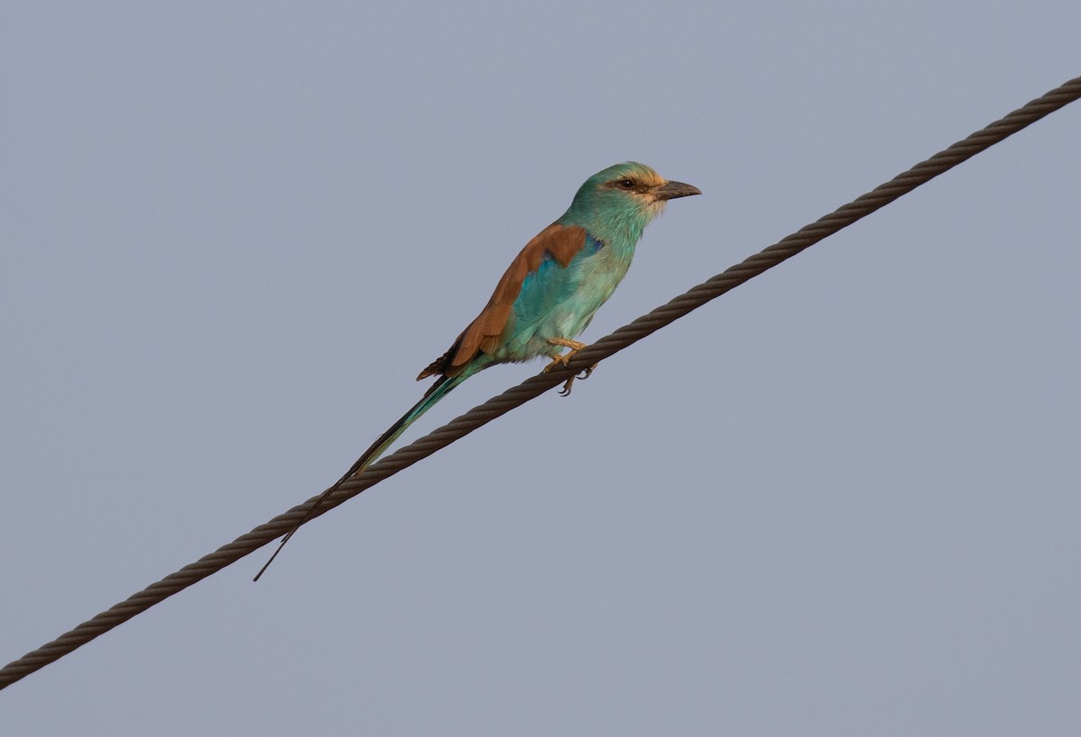 Сиворакша абісинська - ML644619292