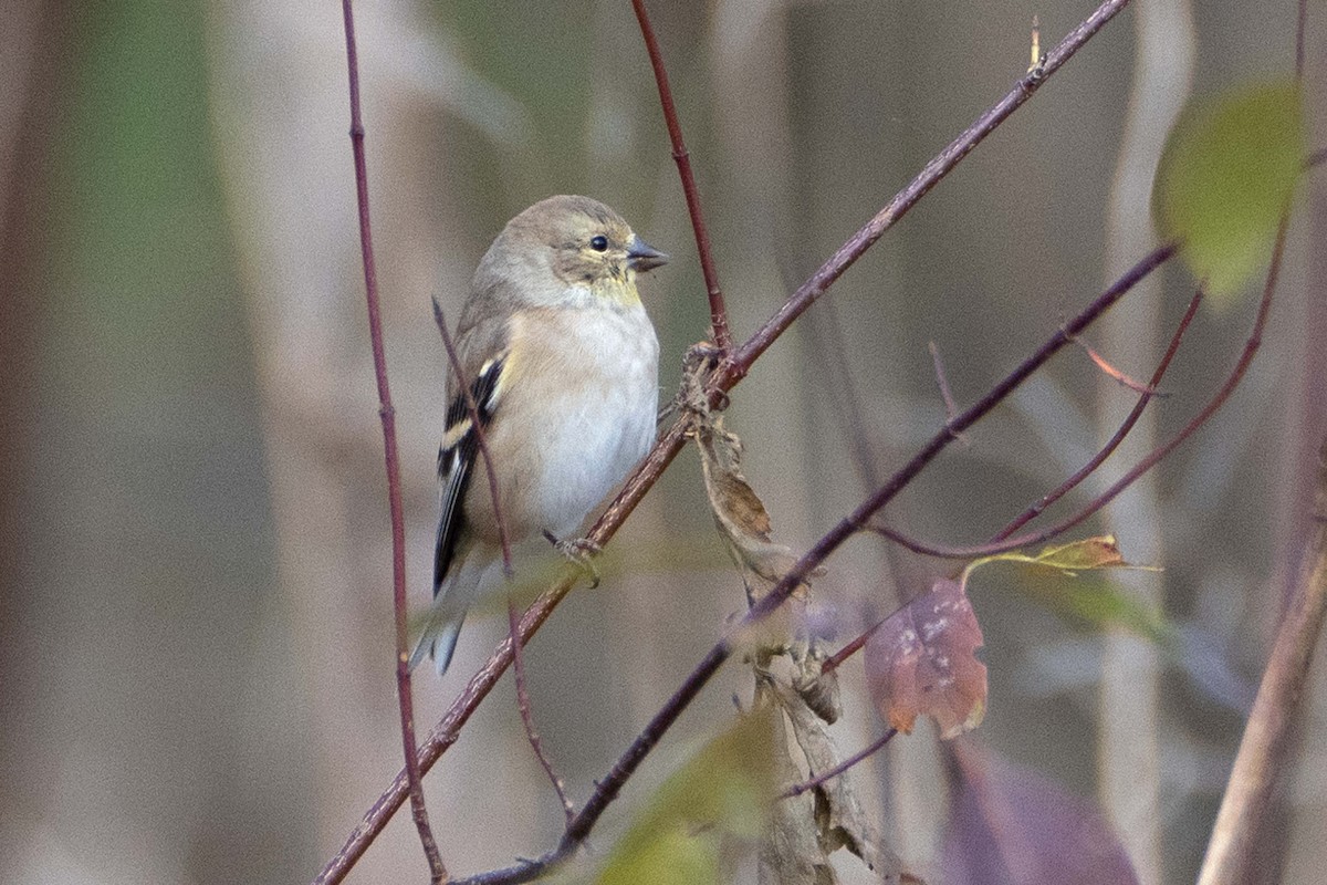 čížek žlutý - ML644619294