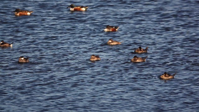 Amerika Dikkuyruğu - ML644619304