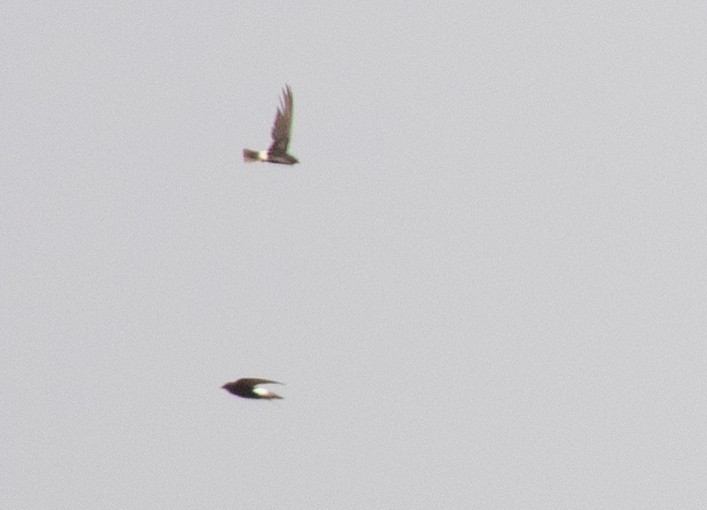 Little Swift - ML644619315