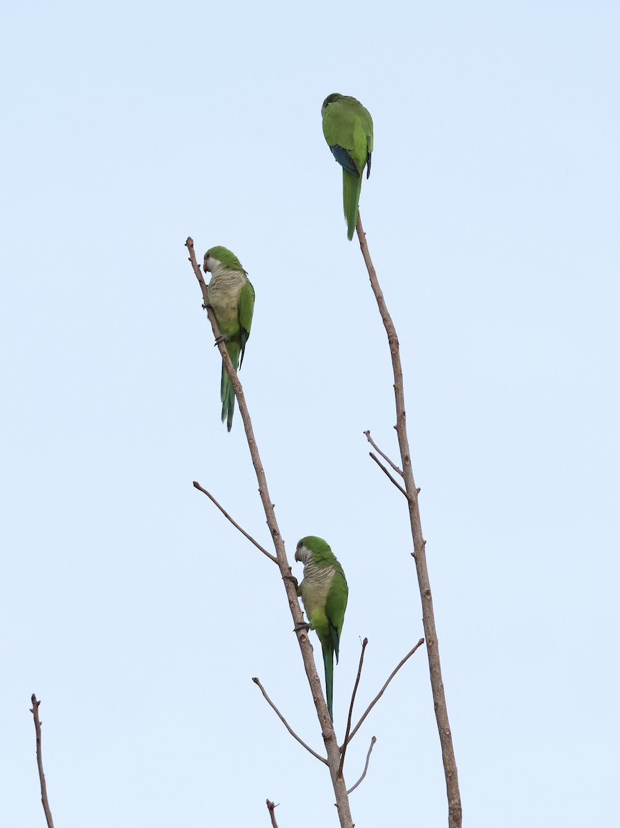 Monk Parakeet - ML644619329
